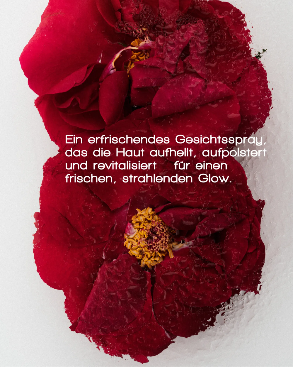 Drei rote Rosenblüten auf weißem Grund mit deutschem Text zur Beschreibung von MERME Berlin FRESH DEW FACE MIST, der die Haut revitalisiert, aufpolstert und aufhellt und ihr ein frisches, strahlendes Aussehen verleiht.