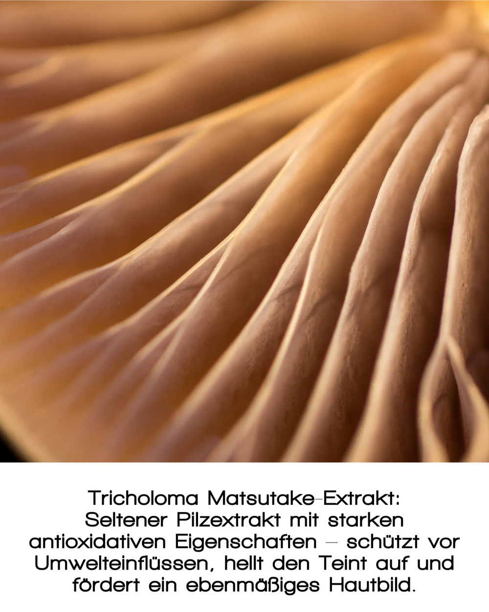 Nahaufnahme von hellbraunen Pilzkiemen mit feinen Rillen. Unten erklärt ein deutscher Text, wie der FRESH DEW FACE MIST von MERME Berlin mit Tricholoma Matsutake-Extrakt die Haut aufhellt, Antioxidantien liefert und ein natürliches Strahlen fördert.