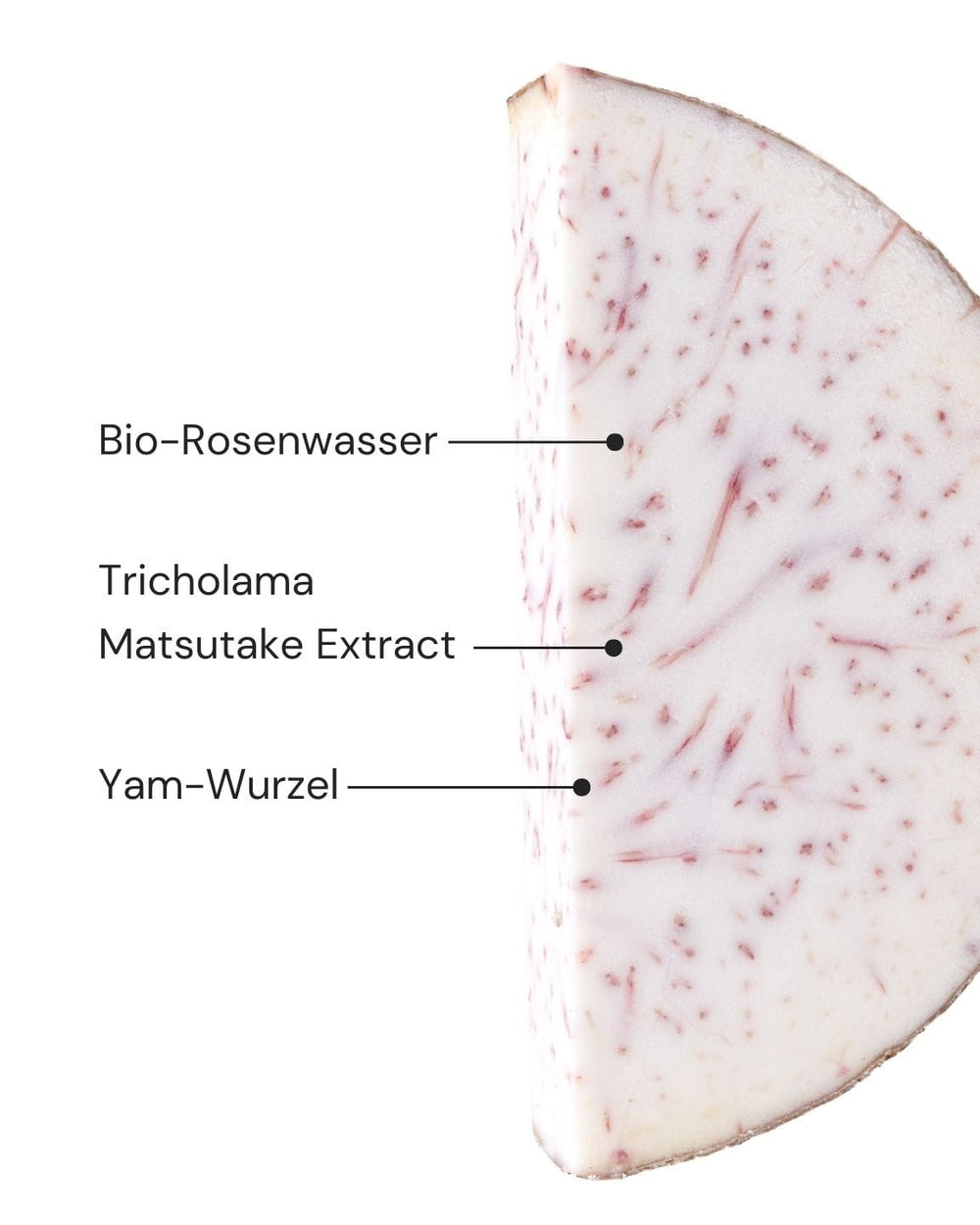 Ein Querschnitt durch die Tarowurzel mit den drei gekennzeichneten Inhaltsstoffen Bio-Rosenwasser, Tricholama Matsutake-Extrakt und Yamswurzel zeigt ihre Verwendung im Fresh Dew Face Mist von MERME Berlin, um die Haut aufzuhellen und ihr ein strahlendes Aussehen zu verleihen.