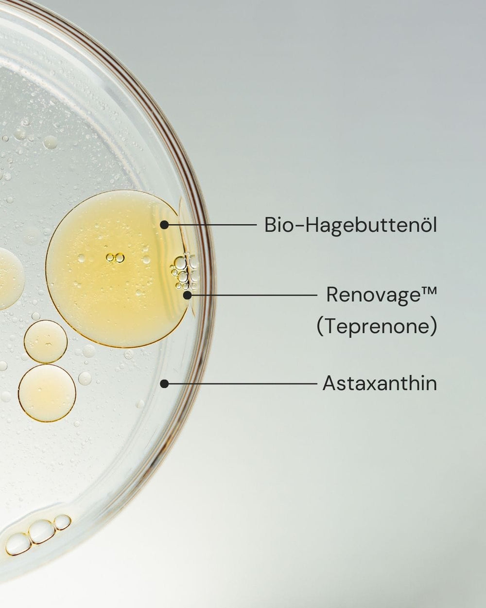 Eine Nahaufnahme des Glowing Guard Face Oil von MERME Berlin in einer Petrischale mit gelben und klaren Tropfen, beschriftet mit "Bio-Hagebuttenöl", "Renovage™ (Teprenon)" und "Astaxanthin"-für Hautregeneration und natürliche Ausstrahlung.