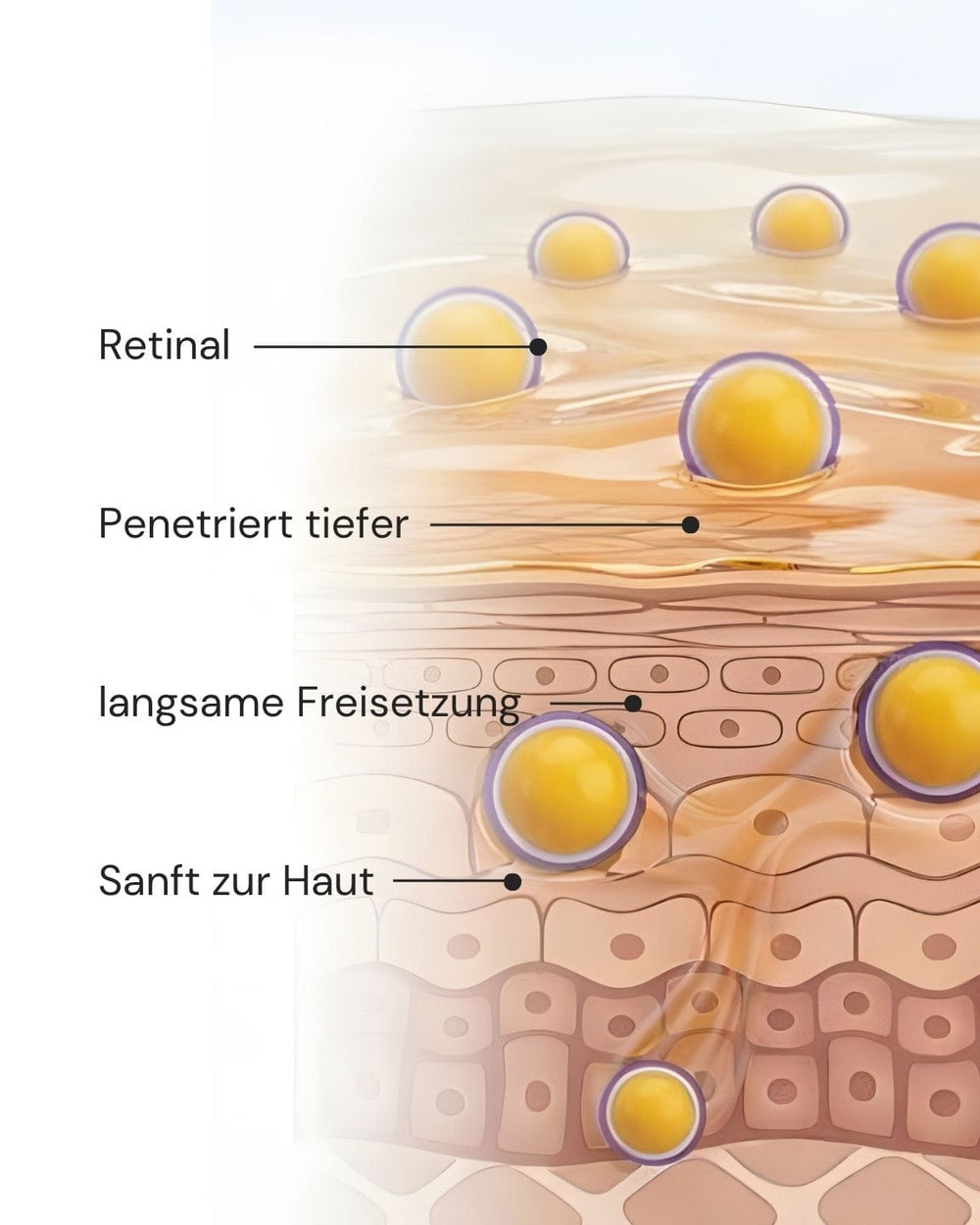 Illustration der Hautschichten mit gelben Kugeln, die "Retinal", "Penetriert tiefer", "langsame Freisetzung" und "sanft zur Haut" betonen. Das New by Morning Retinal Face Serum von MERME Berlin ist ideal für minimalistische Anti-Aging-Pflege.